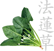 Japanese spinach