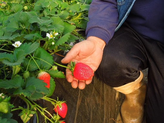 Strawberries grown with fertilizer made from fermented sludge (Ibaraki Prefecture in 2015)