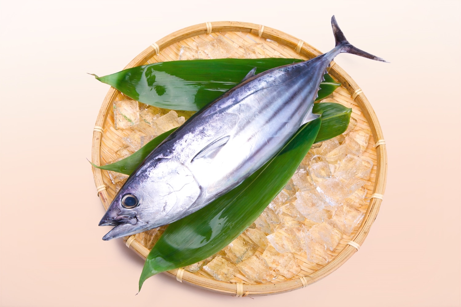 Bonito