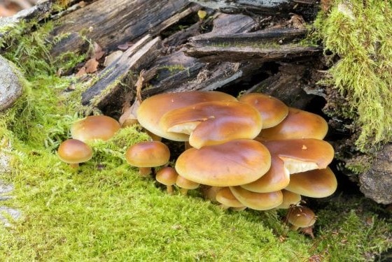 GlossaryEnokiMushrooms_si2
