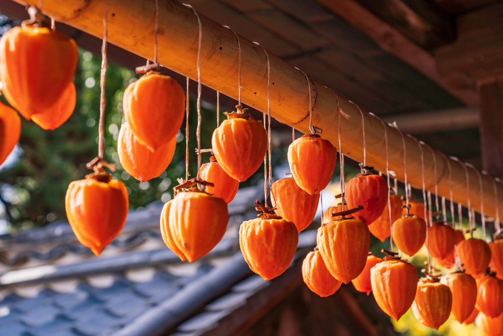 Astringent persimmons being dried under the eaves