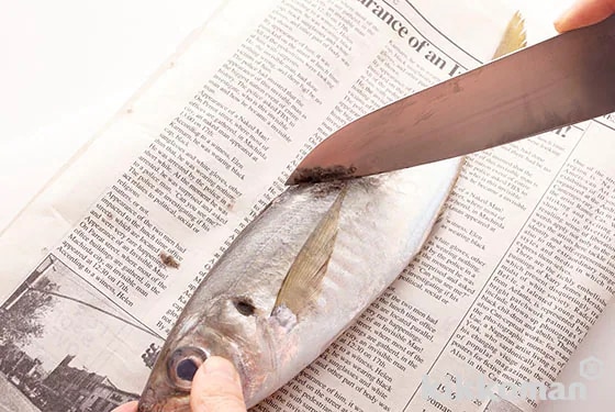 Spread a newspaper out over a cutting board and place the horse mackerel down. Move the tip of the knife from the tail towards the head to scrape off the scales.