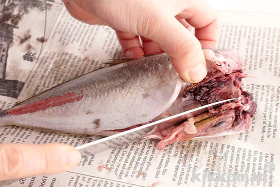 Insert the tip of the knife into the belly and make a shallow incision up to the anal fin, open the belly and remove the innards. At this point wrap up the innards in a newspaper, throw these away and rinse the horse mackerel with water and pat dry to remove excess moisture.