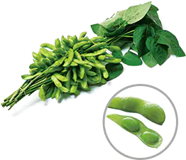 Green soybeans on branches and beans in pods