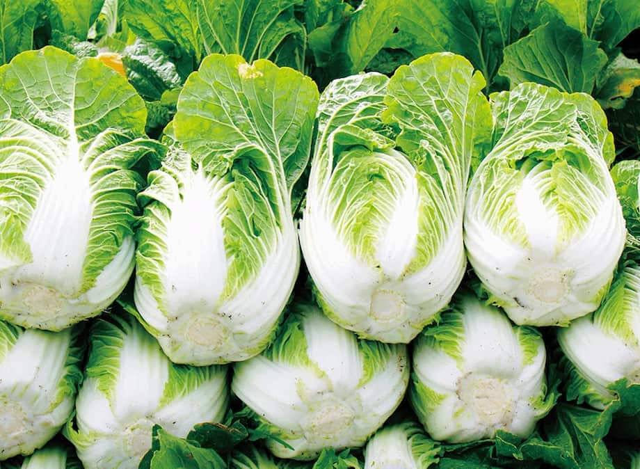 Napa Cabbage | Kikkoman Corporation