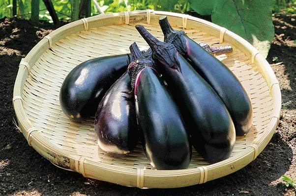 Eggplant