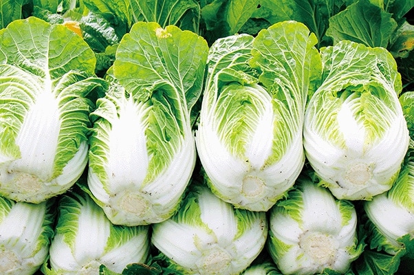 Napa Cabbage