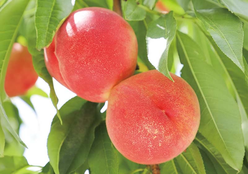 Peach
