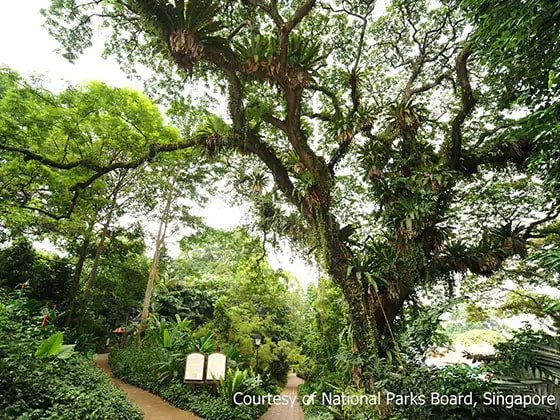 シンガポール政府から贈呈された「自然遺産の木」