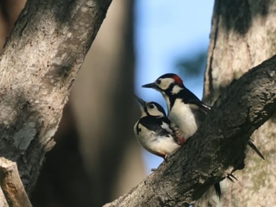 biodiversity_im12