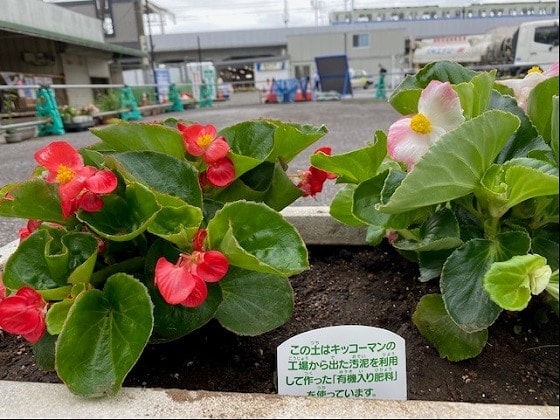野田市駅前に飾られた鉢植えの花（2021年7月、千葉県野田市内）