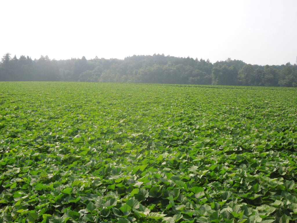 汚泥発酵肥料で育てられたサツマイモ畑（2019年、茨城県）