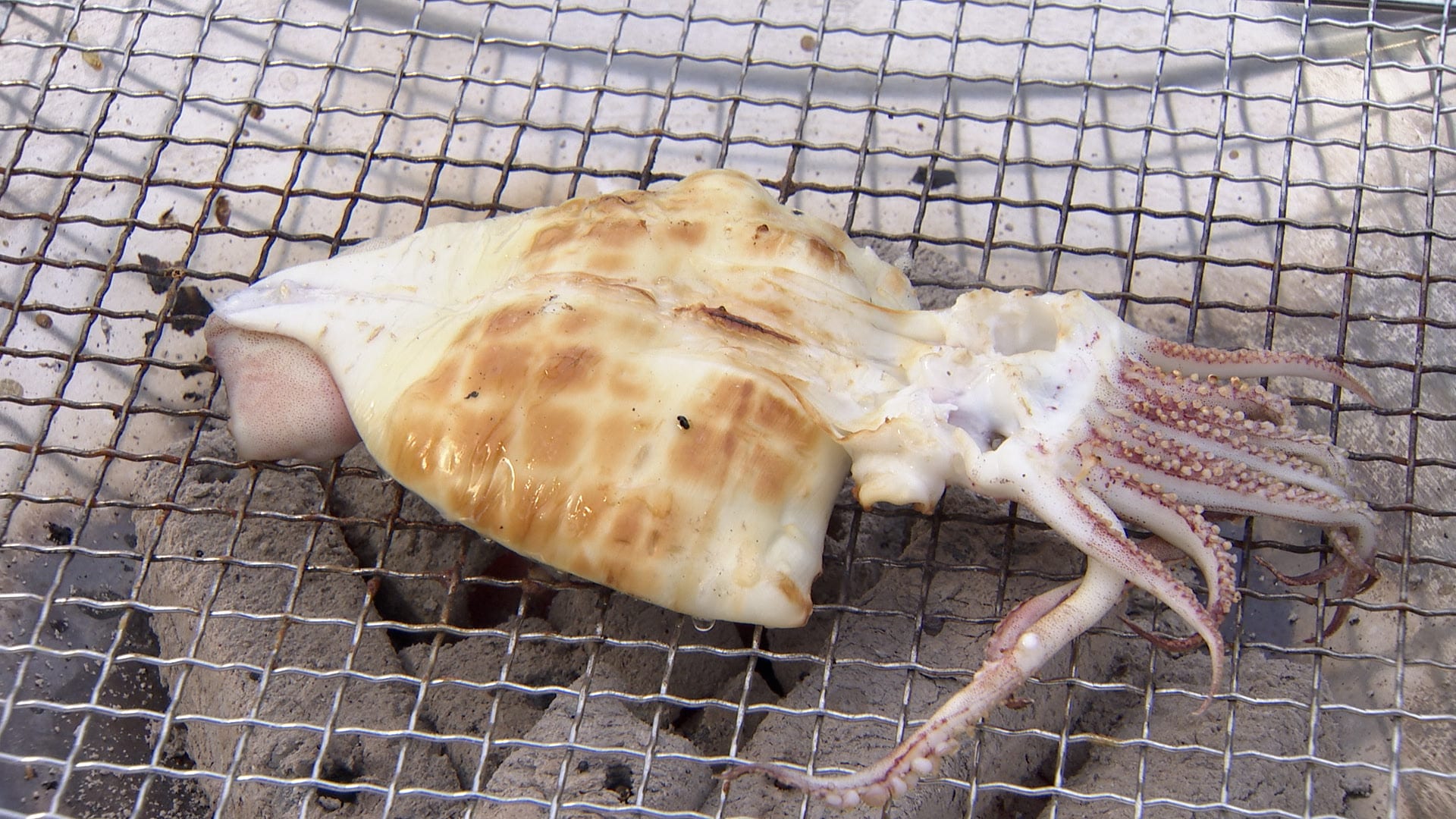 イカのなまっぴ