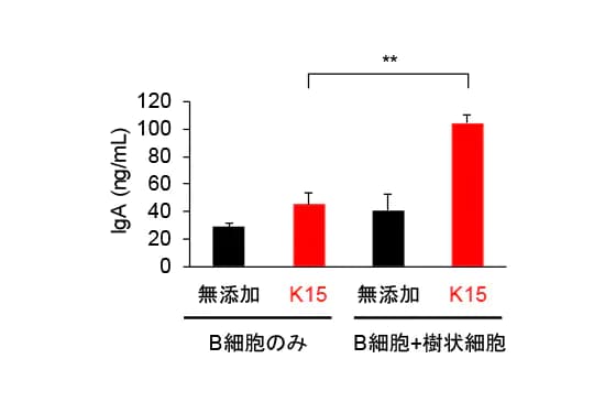 図2 Pediococcus acidilactici K15のIgA産生増強における樹状細胞の関与