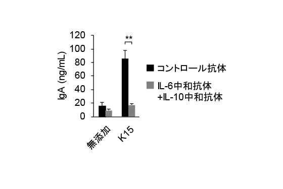 図3 Pediococcus acidilactici K15のIgA産生増強におけるIL-6、IL-10の関与