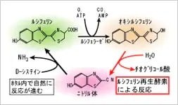 図2. オキシルシフェリンの再生反応