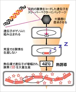 図1. スリーパーベクターによる酵素生産