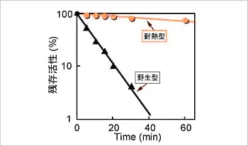 図2. 耐熱性の向上 50℃での残存活性を比較した。30分の処理で野生型の残存活性は数％であったのに対し、LlL-217Leu変異体は90％以上の残存活性を示した。