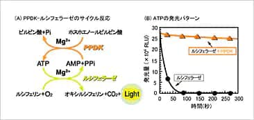 図4. ATPのサイクリングとその効果