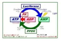 図5. ATP+ADP+AMP測定原理