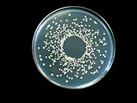 培地法による微生物分析