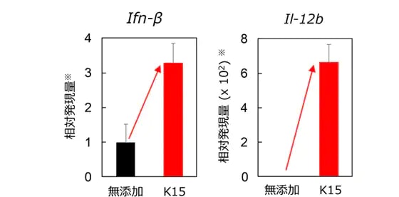 相対発現量※IFN-β：無添加…1→K15株…3、IL-12b：無添加…0→K15株…6