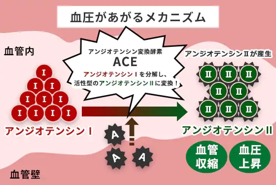 図1 血圧があがるメカニズム