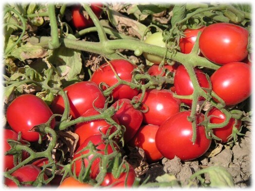 2023tomato_farm.jpg